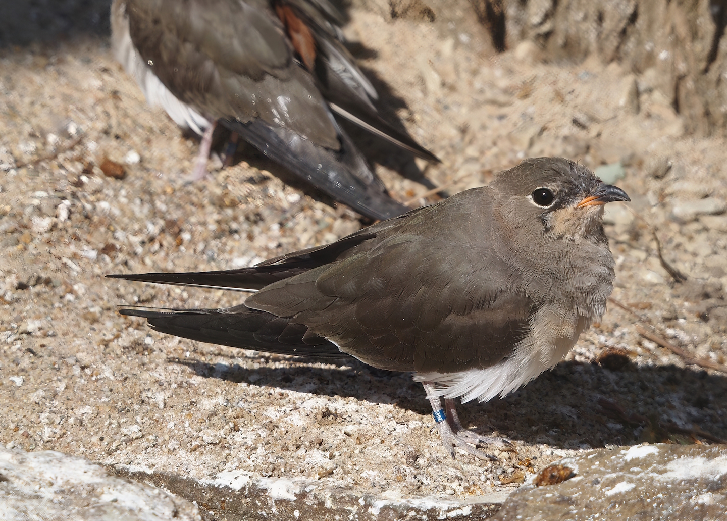 Collared pratincole (Glareola pratincola), 2025-03-16