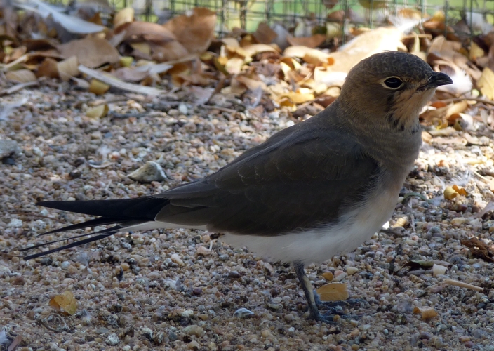 Collared pratincole (Glareola pratincola)