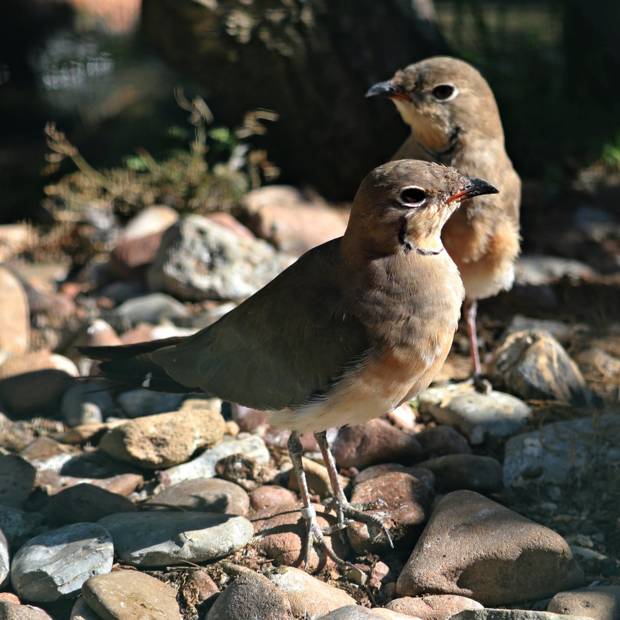 Collared pratincole (Glareola pratincola)