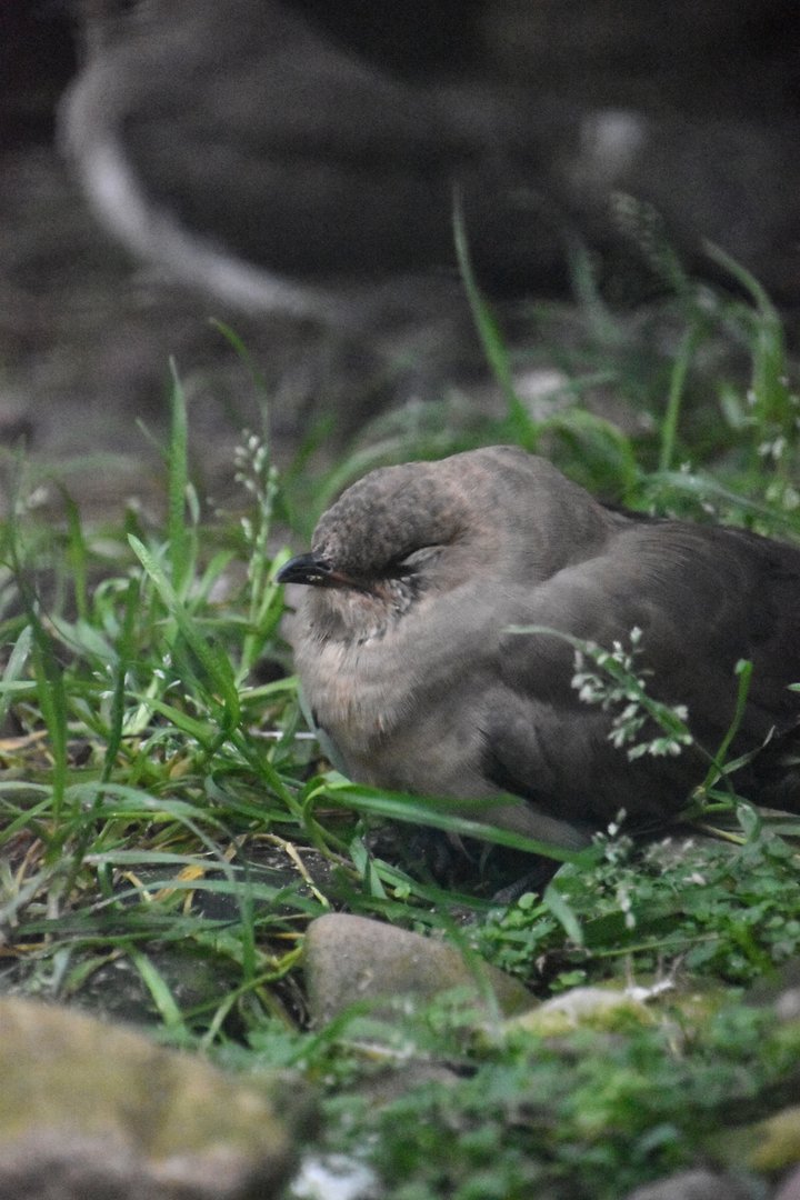 Collared pratincole, Glareola pratincola