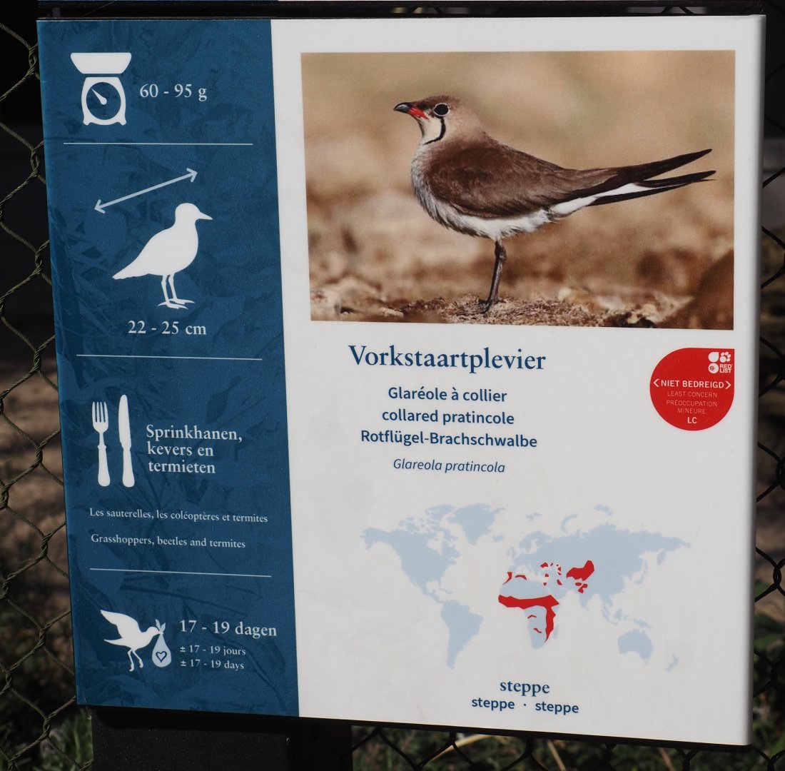 Collared pratincole signage, 2025-03-16