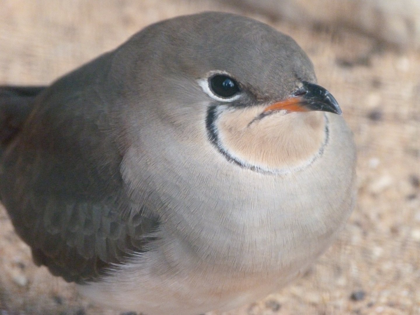 Collared pratincole -Zoo Plzeň (2025)