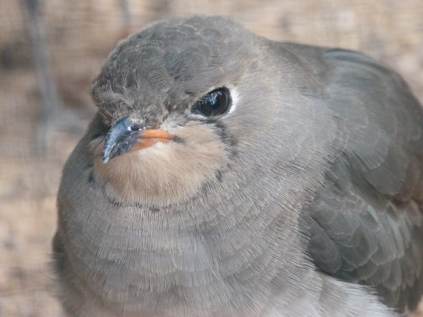 Collared pratincole -Zoo Plzeň (2025)