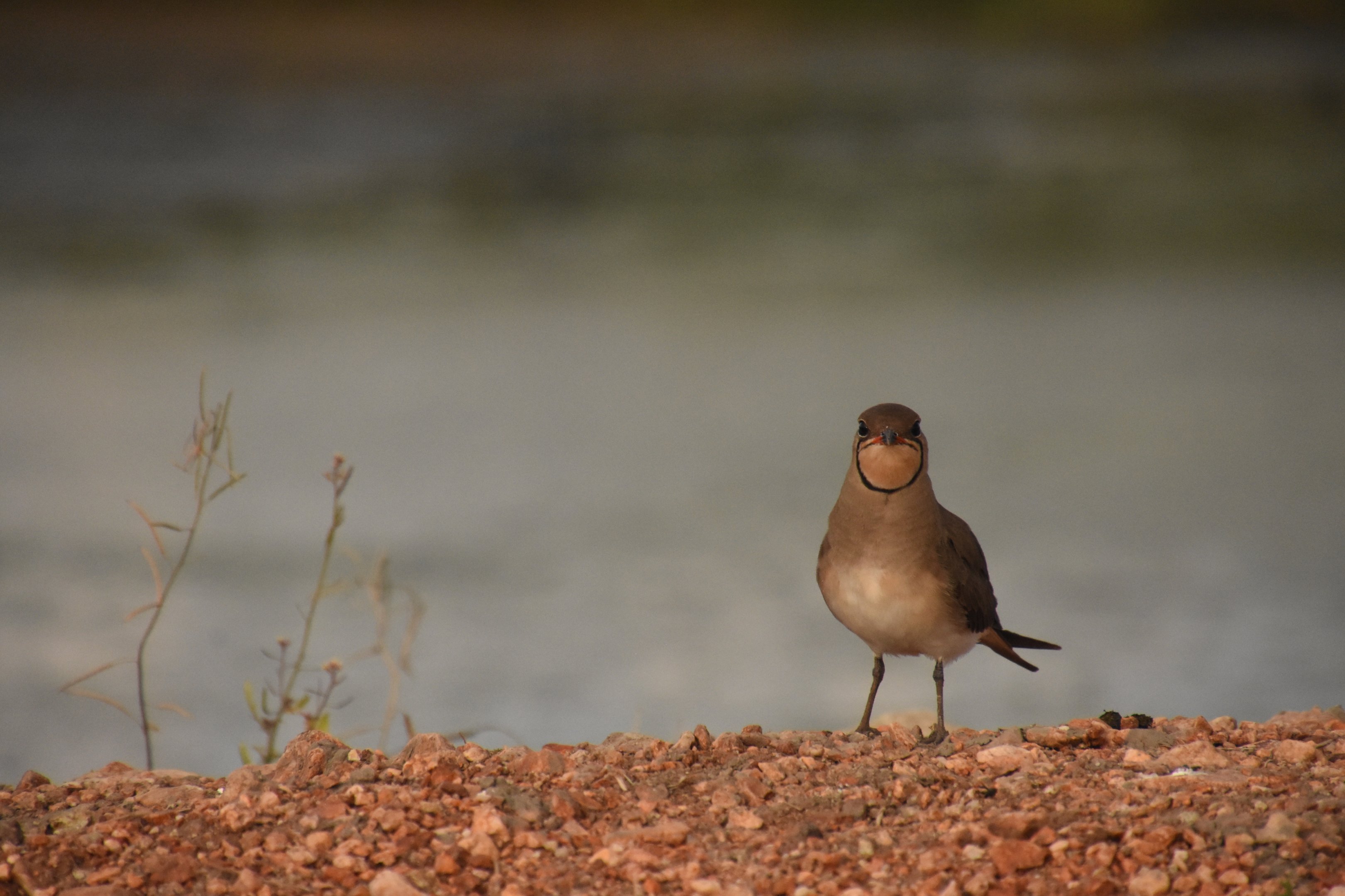 Collared pratincole