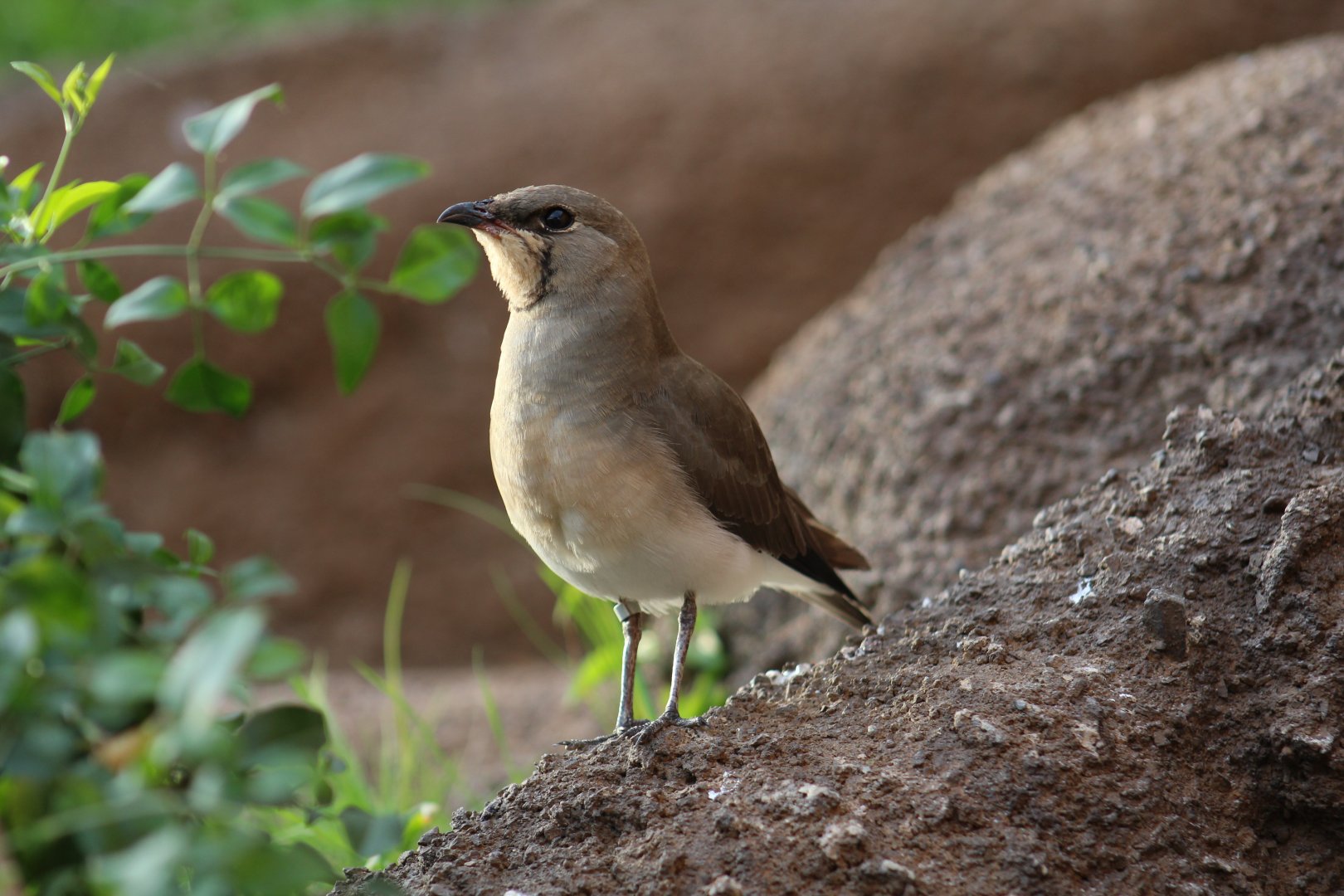 Collared Pratincole