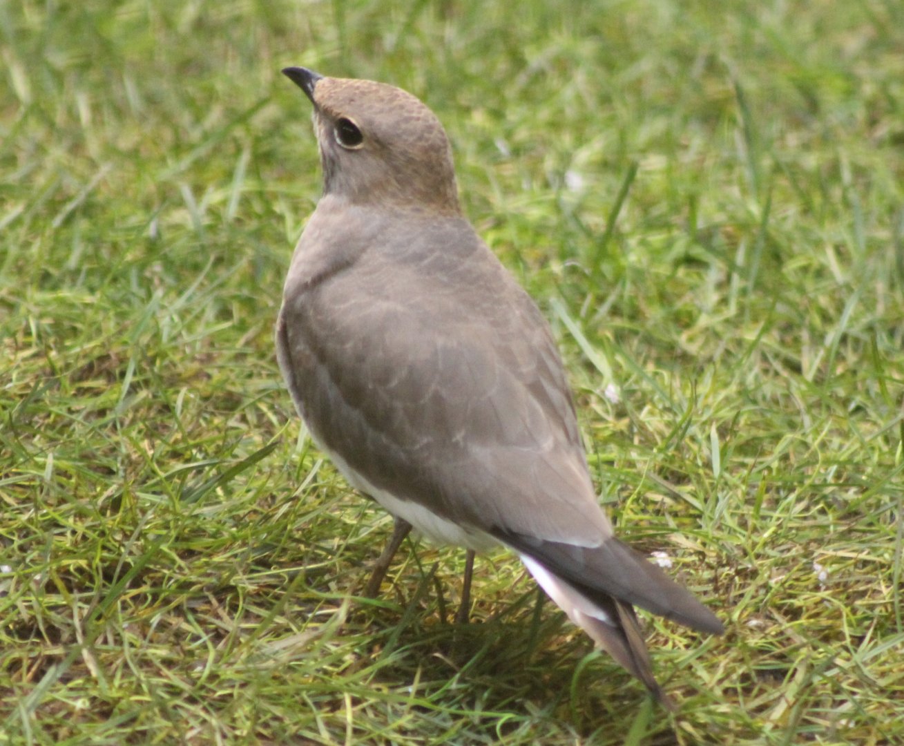 Collared pratincole