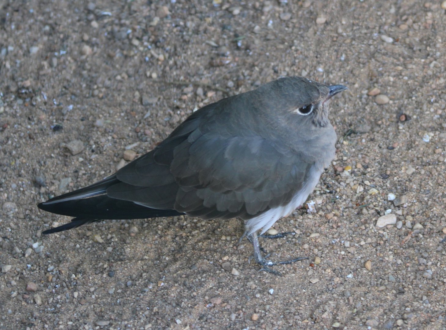 Collared pratincole