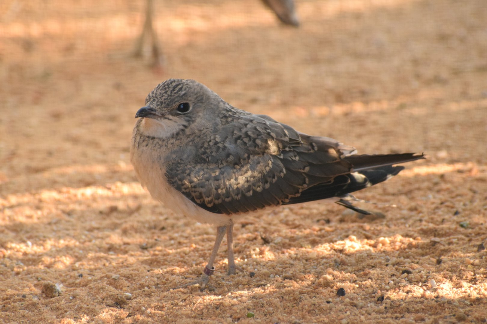 Collared pratincole