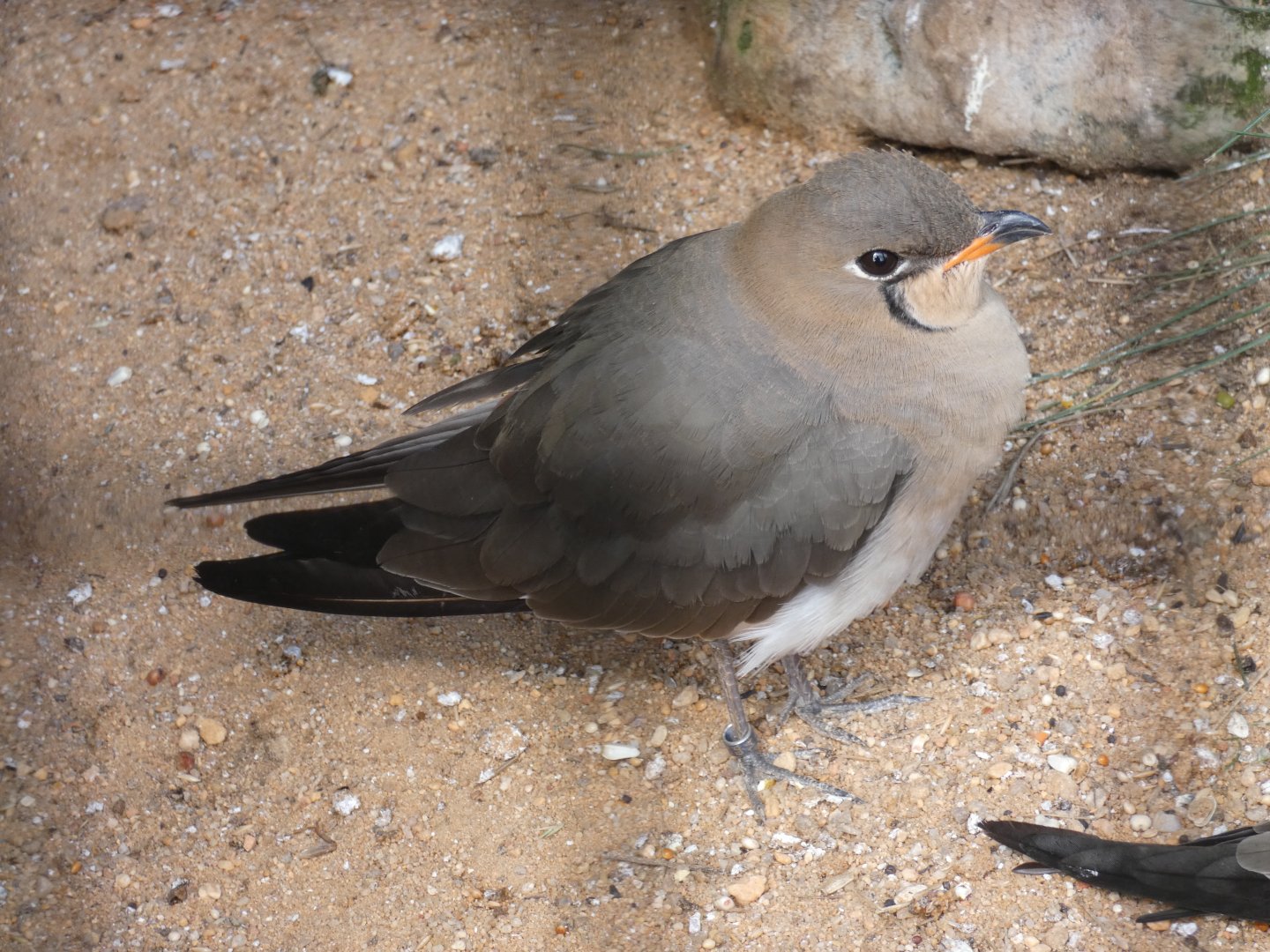 Collared pratincole