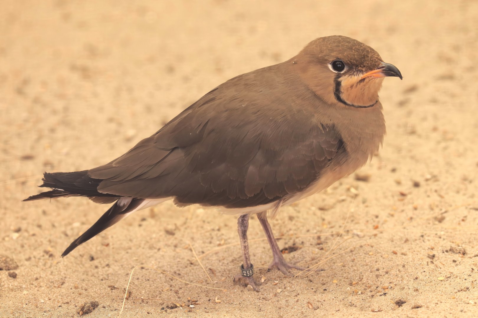 Collared pratincole