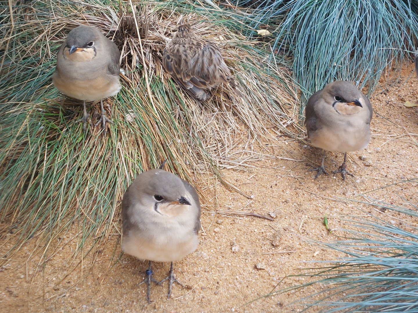 Collared pratincoles & fieldlark