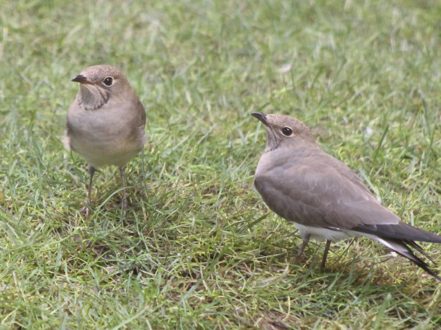 Collared pratincoles