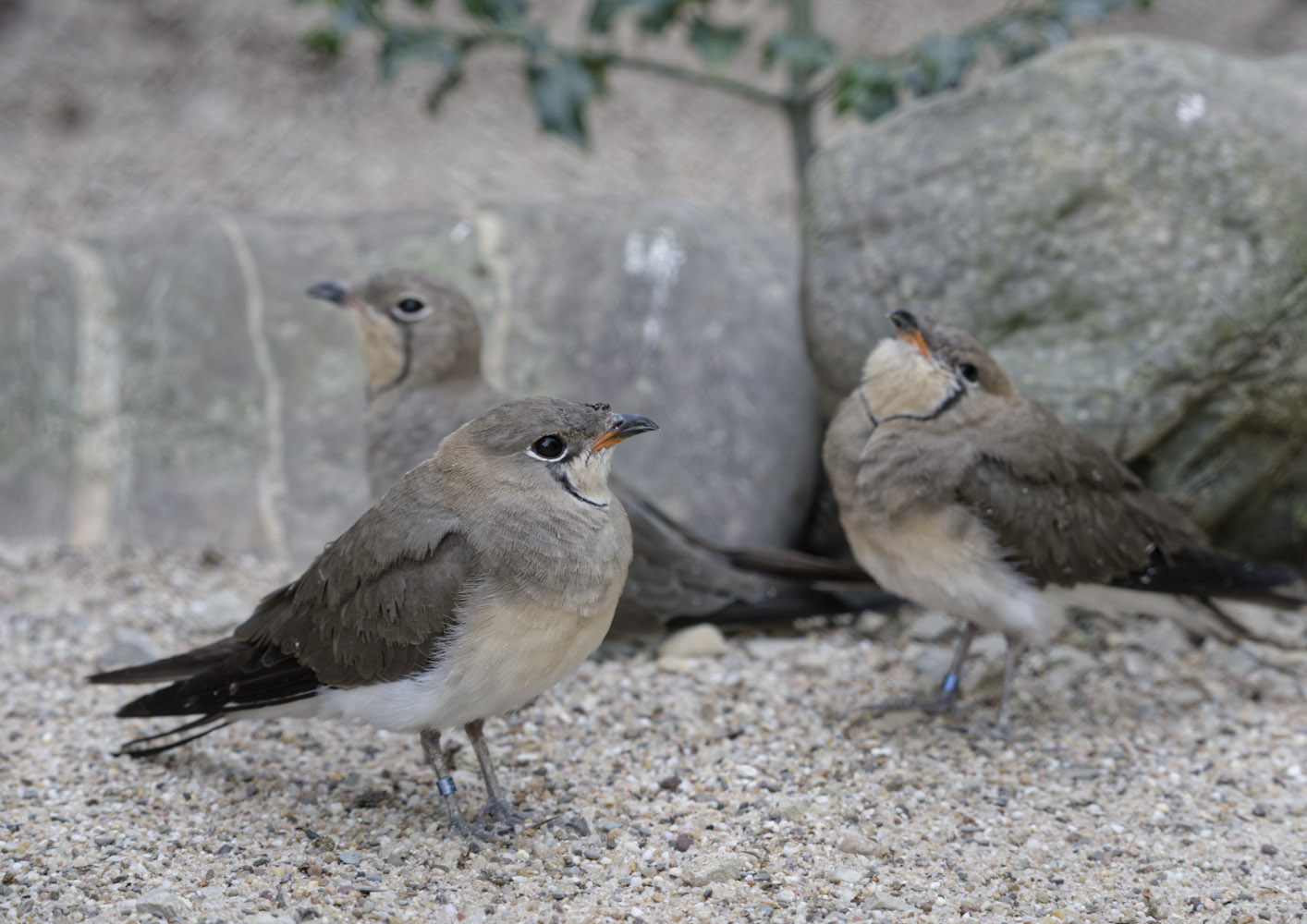 Collared pratincoles