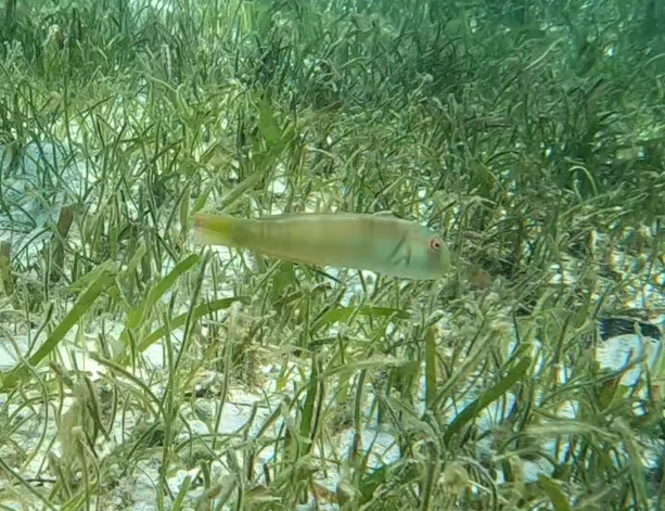 Collared Razorfish (Cymolutes torquatus)