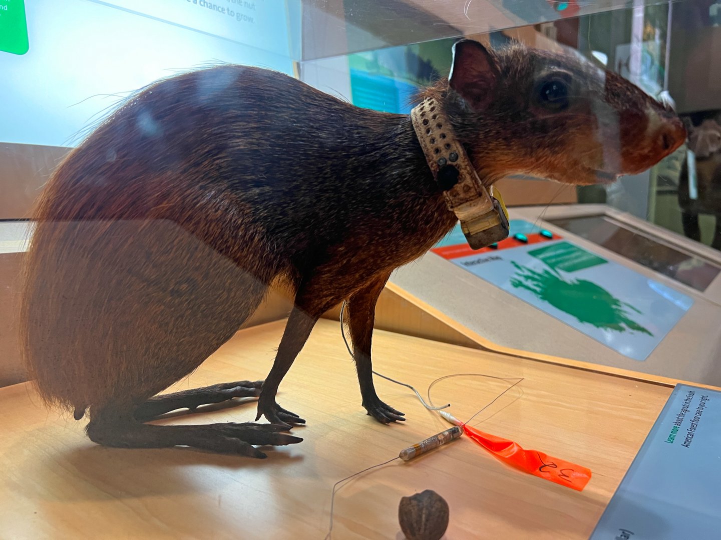 Collared Red Rumped Agouti