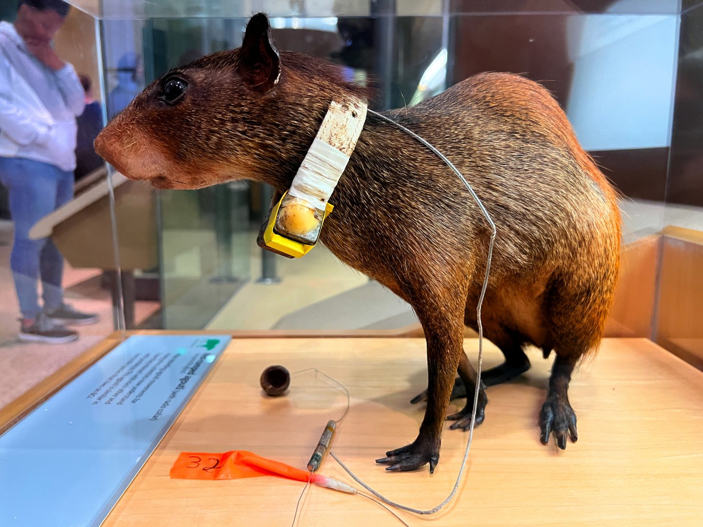 Collared Red Rumped Agouti