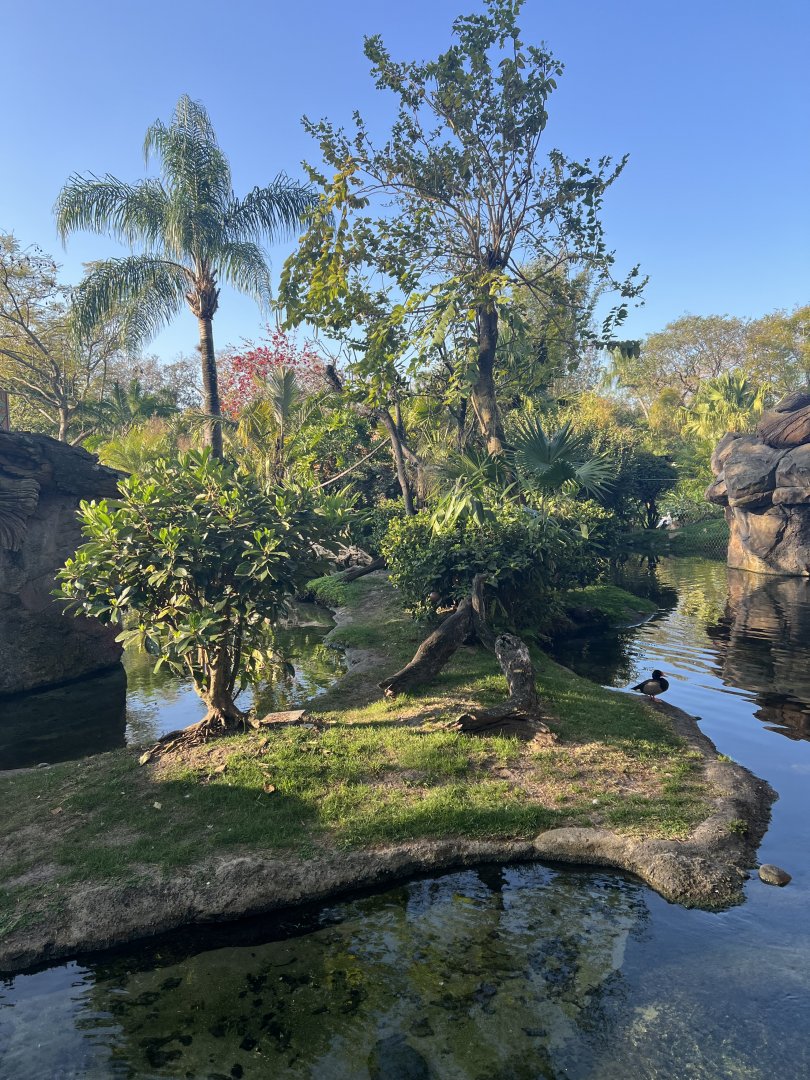 Collared/Ring-Tailed Lemur Exhibit
