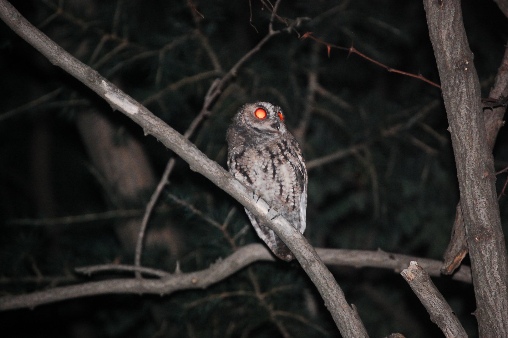 Collared scops owl - Ayubia National Park 22/8/2020