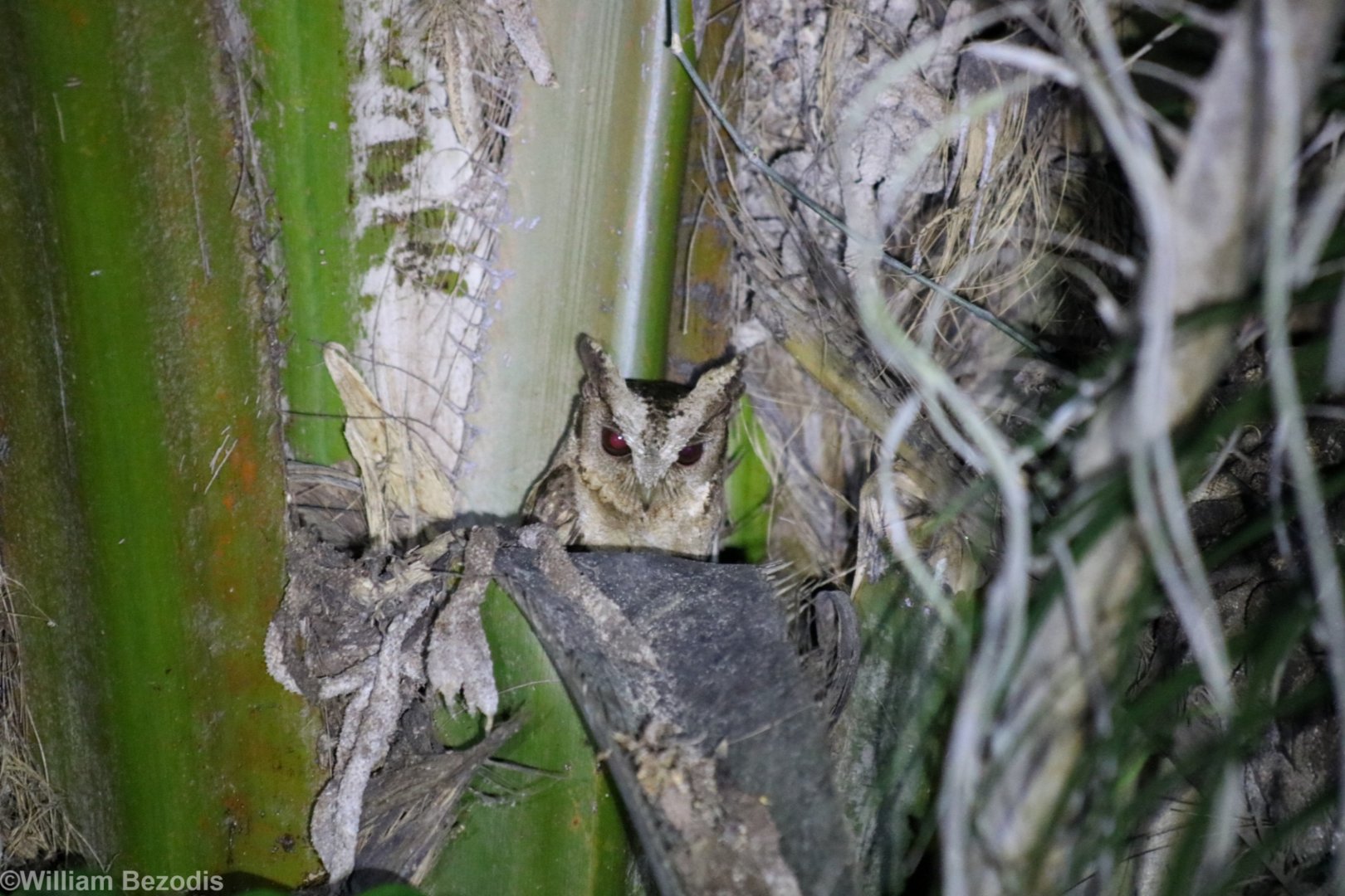 Collared Scops Owl - Baan Maka Chalets