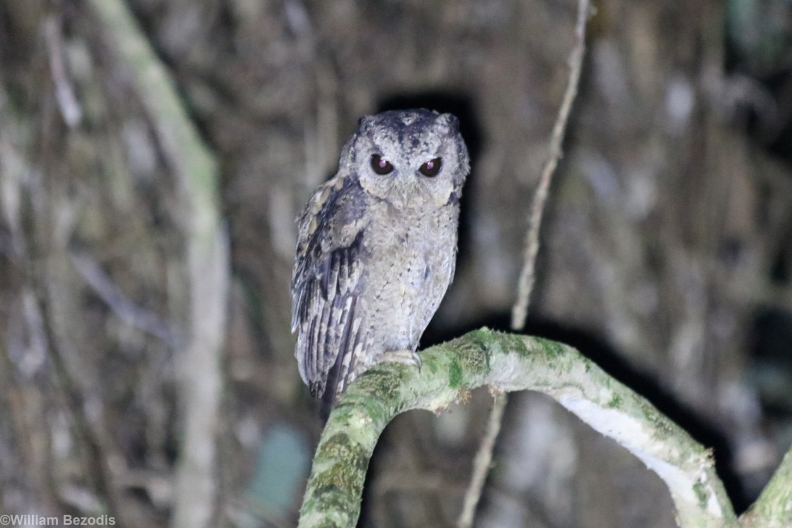 Collared Scops-owl - Cat Tien