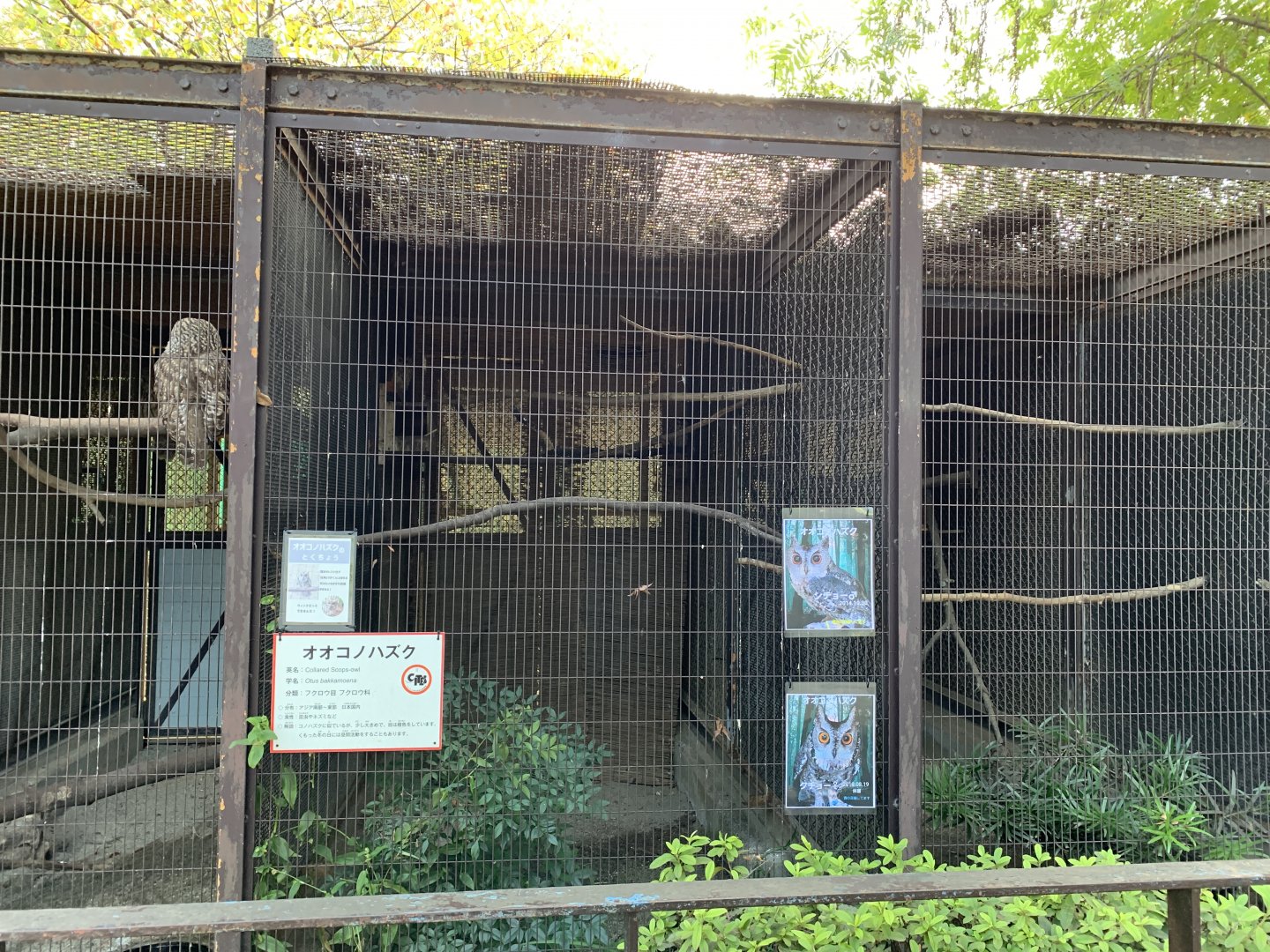 Collared Scops-Owl Enclosure (Himeji City Zoo)