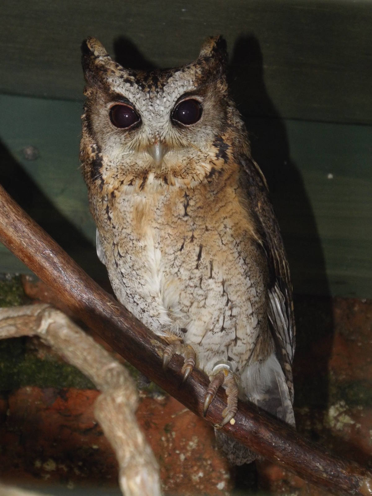 Collared Scops Owl (Otus lettia) at Scottish Owl Centre - May 6th 2015