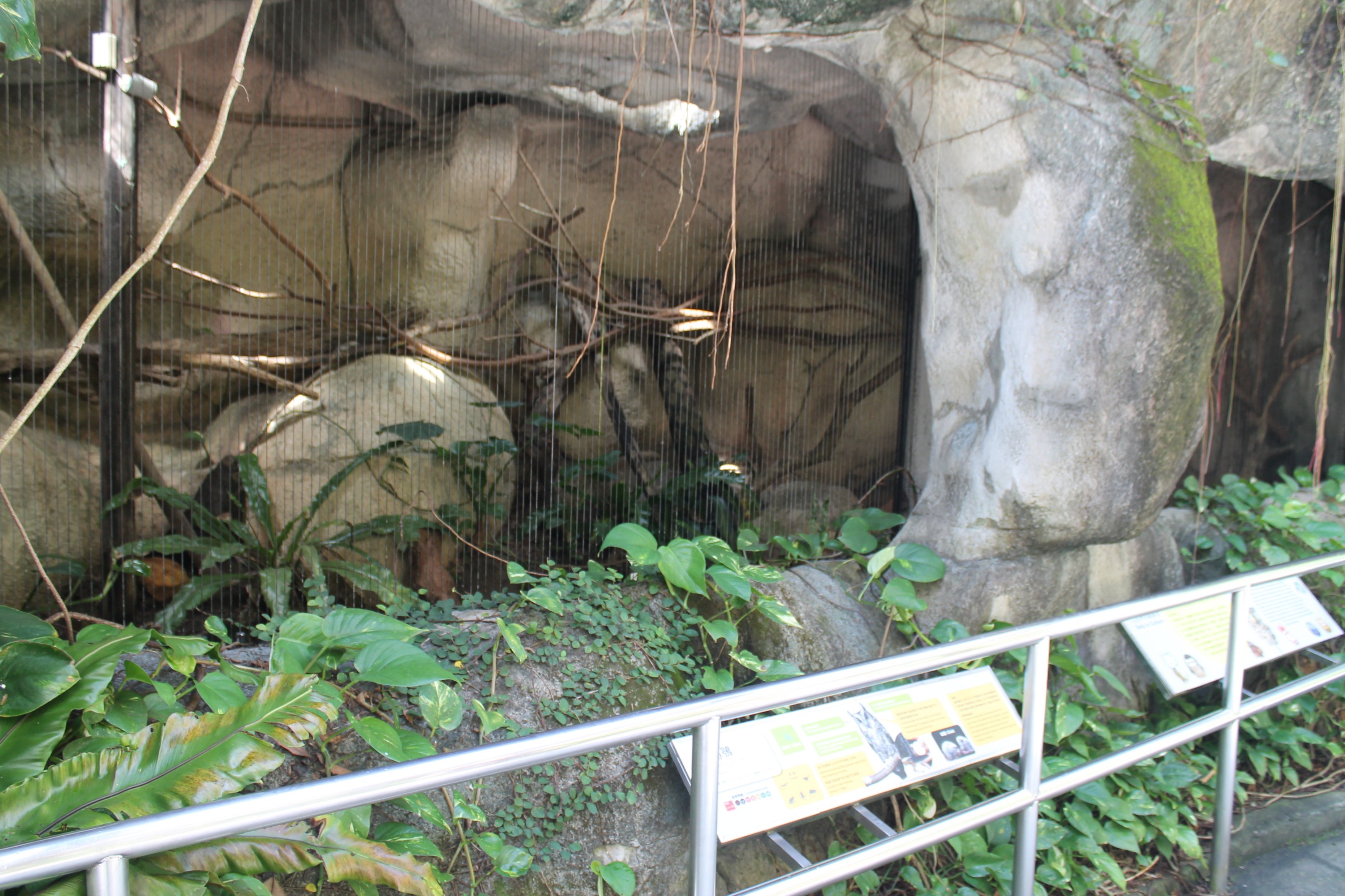 Collared Scops Owl (Otus lettia) aviary