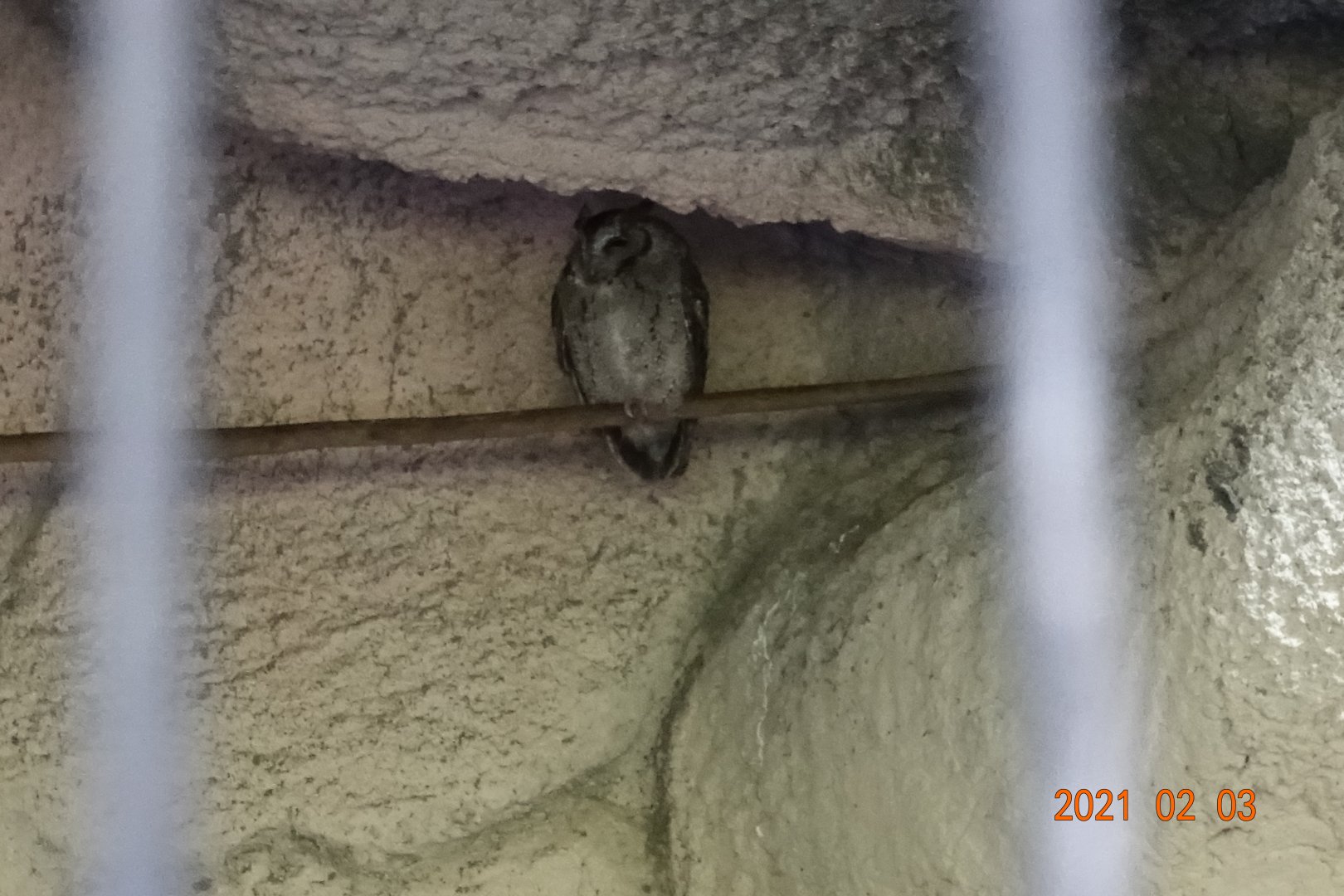 Collared Scops Owl (Otus lettia glabripes)