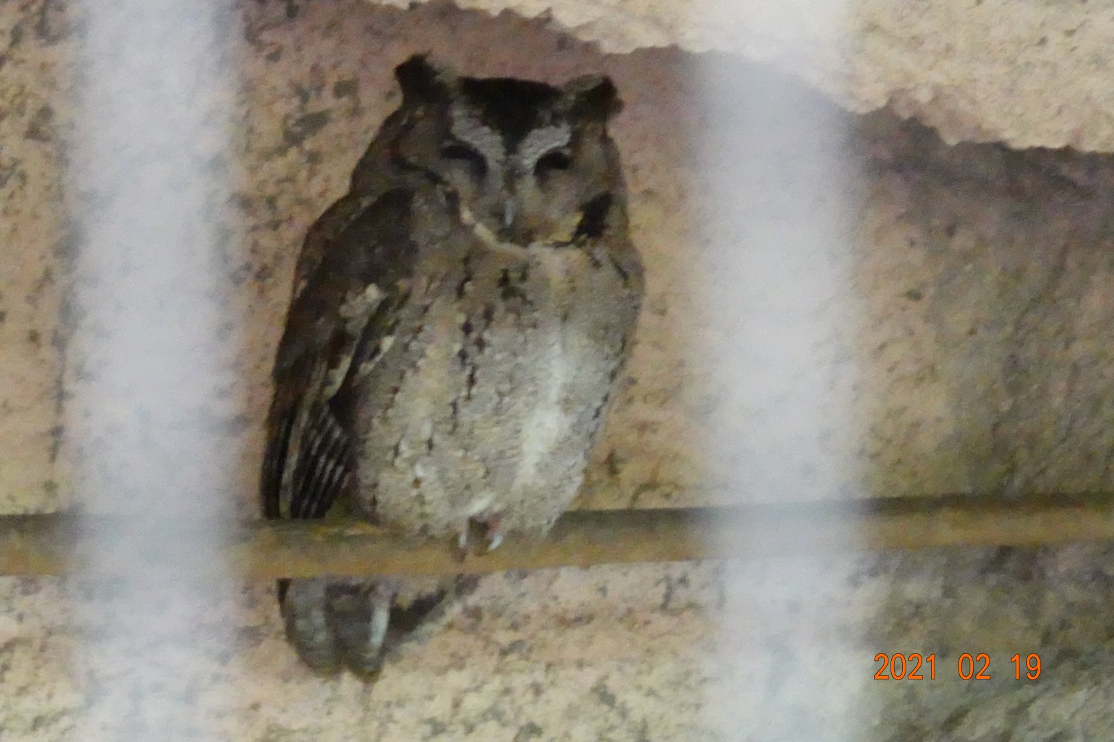 Collared Scops Owl (Otus lettia glabripes)