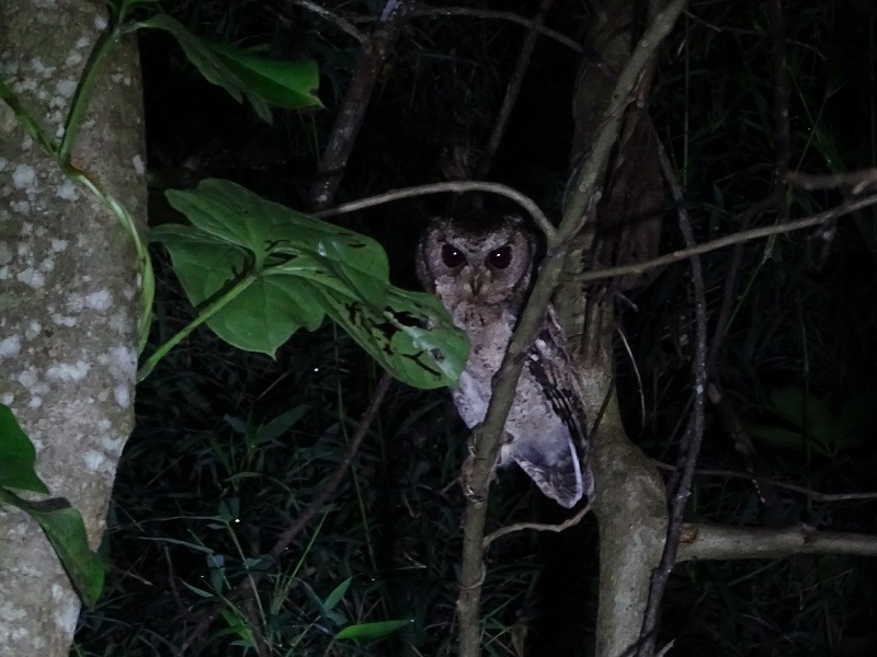 Collared scops owl (Otus lettia lettia)