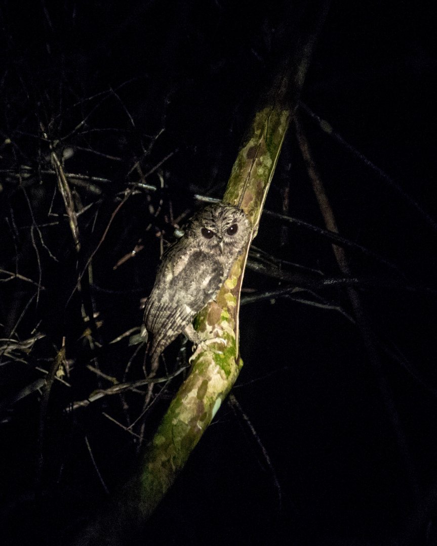 Collared scops owl, Otus lettia