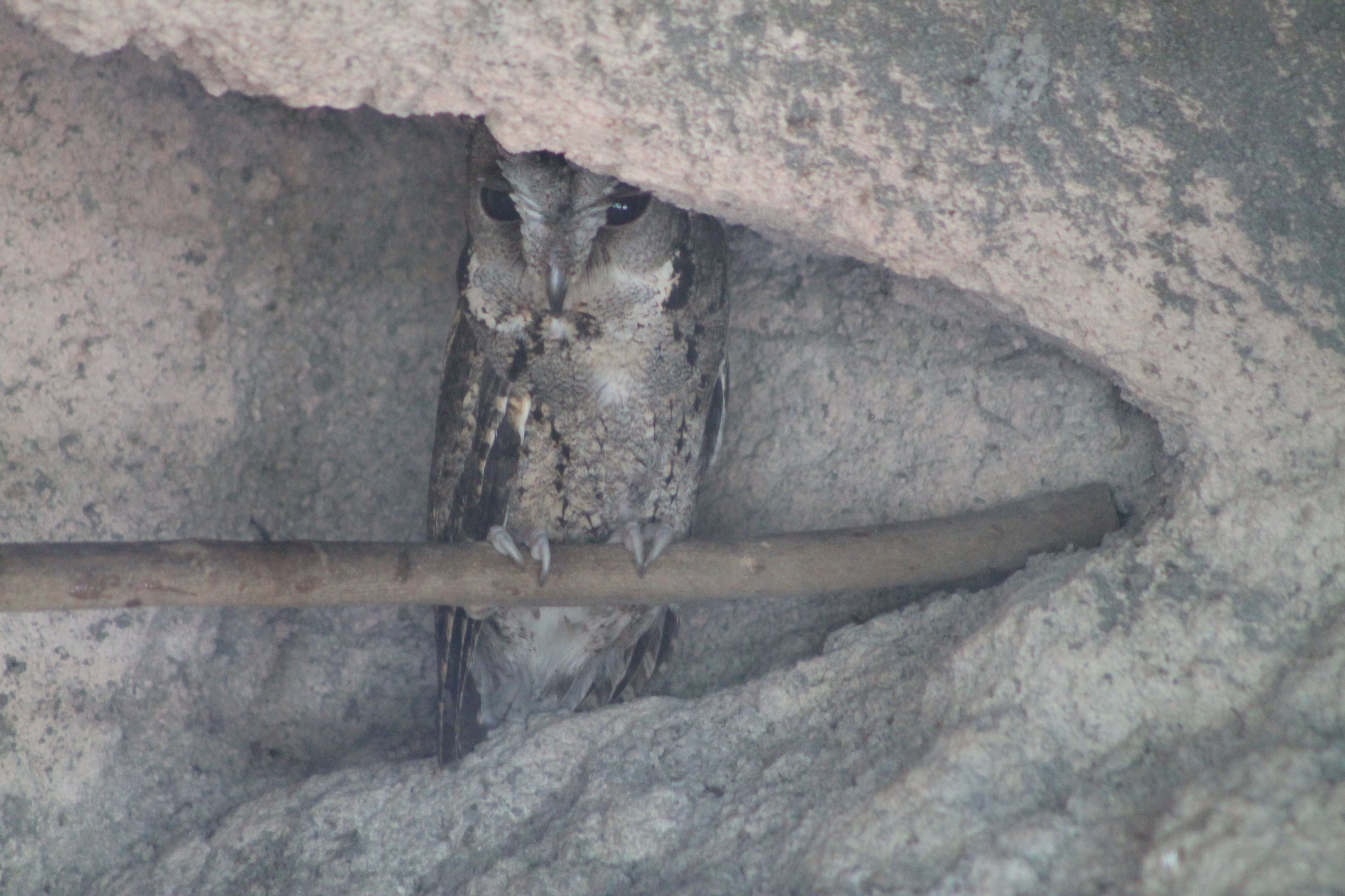 Collared Scops Owl (Otus lettia)