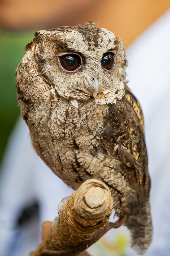 collared scops owl (Otus lettia)