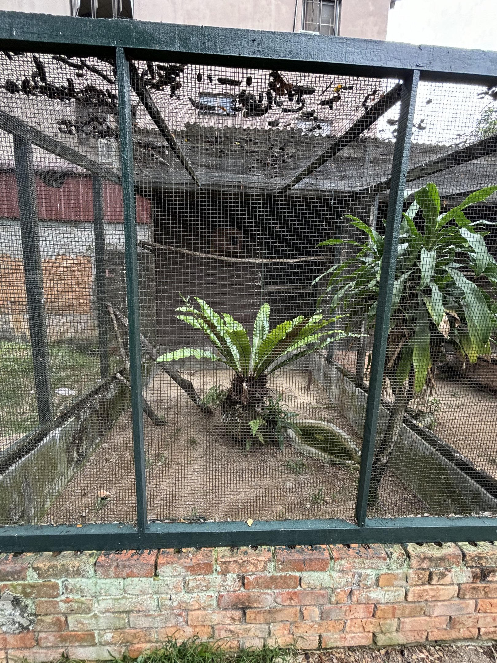 Collared Scops Owl + Reddish Scops Owl Aviary