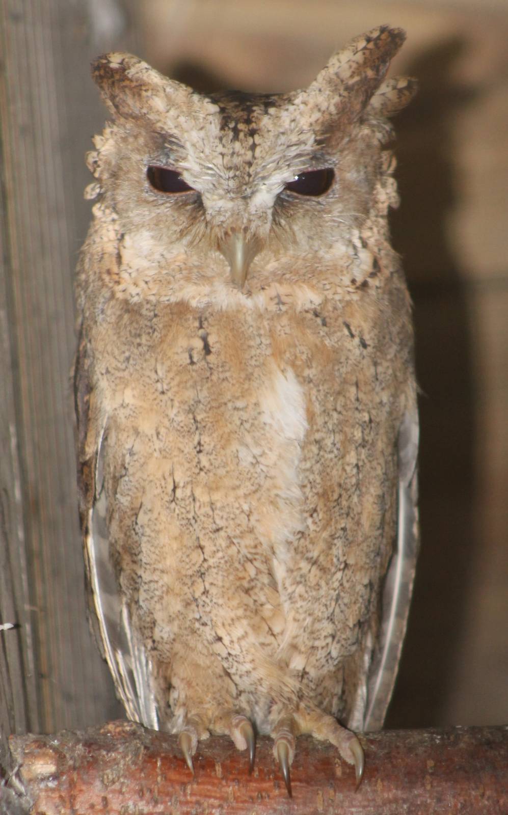 Collared scops-owl