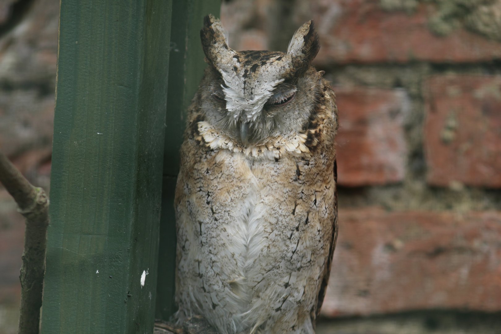 Collared Scops-Owl