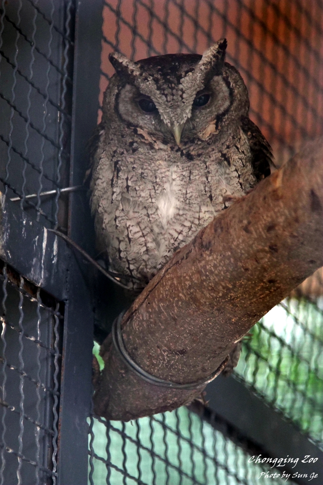 Collared scops owl