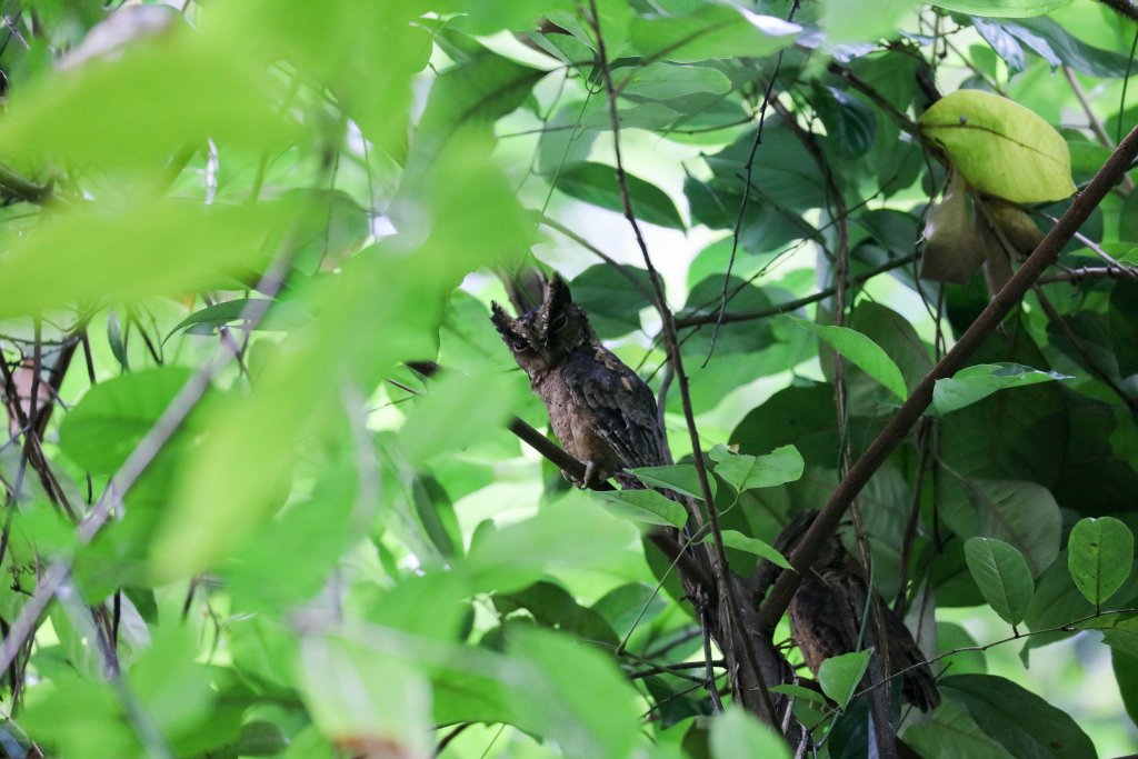 Collared Scops Owl