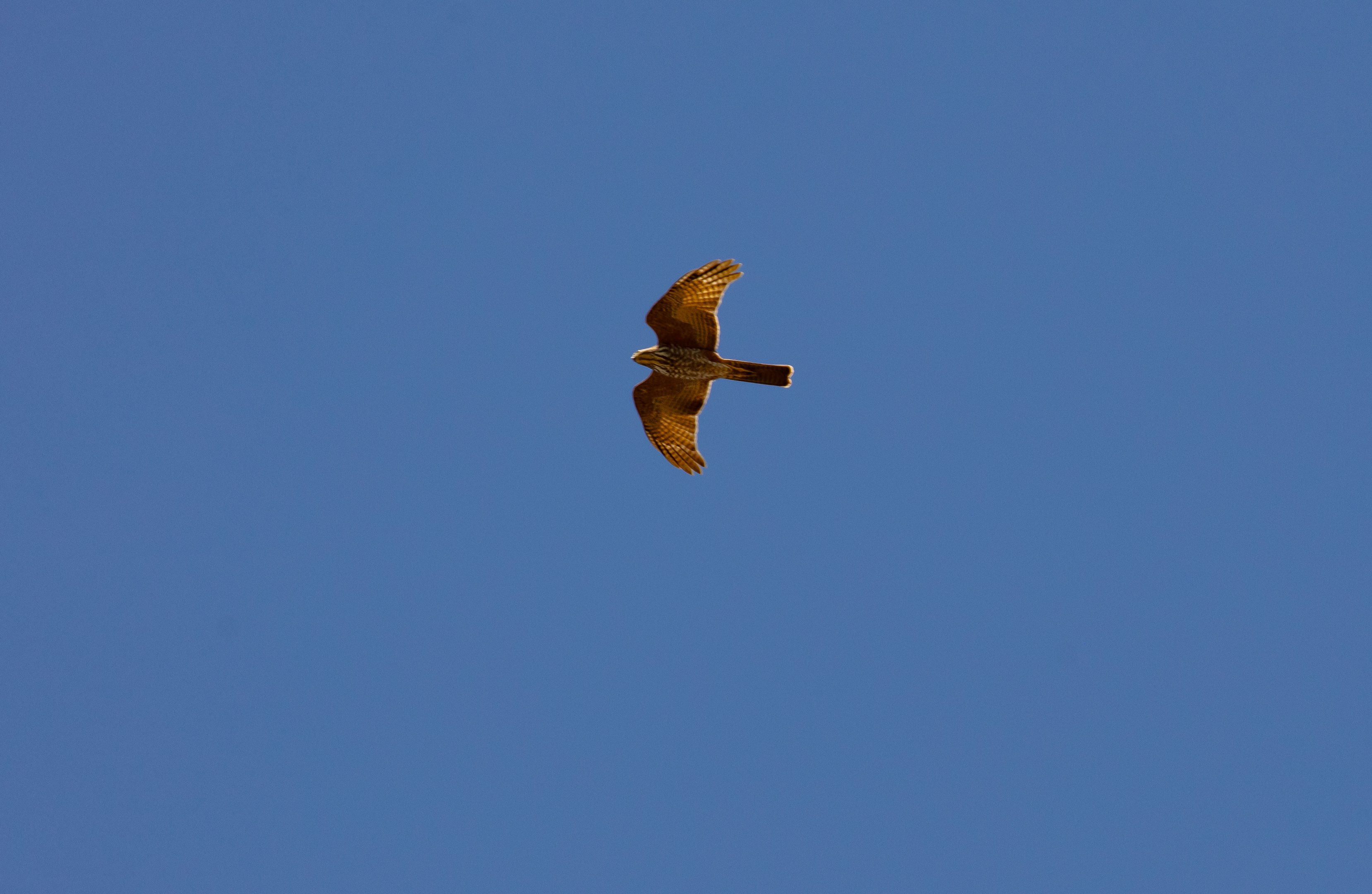 Collared Sparrowhawk (wild bird)