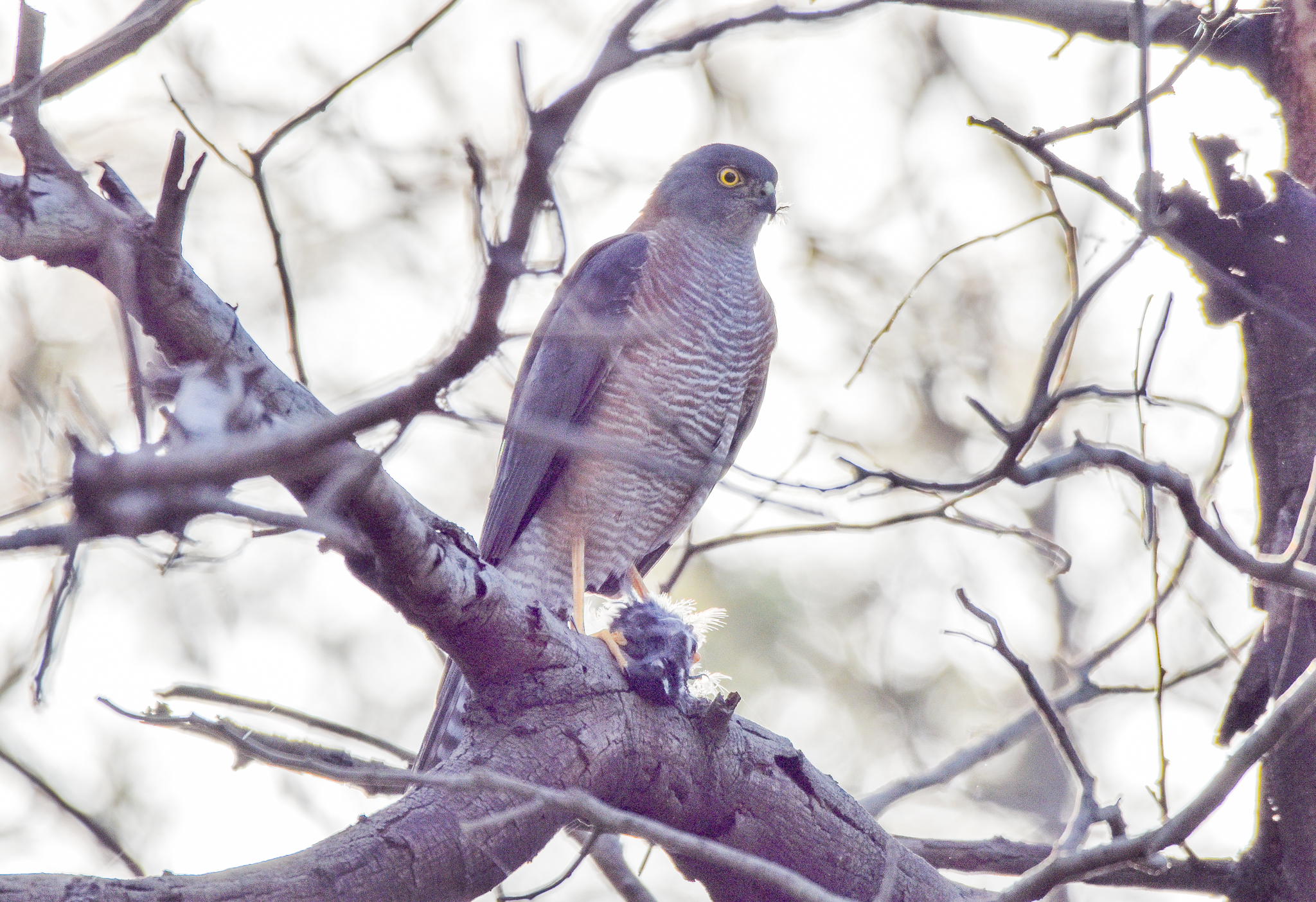 Collared Sparrowhawk with prey