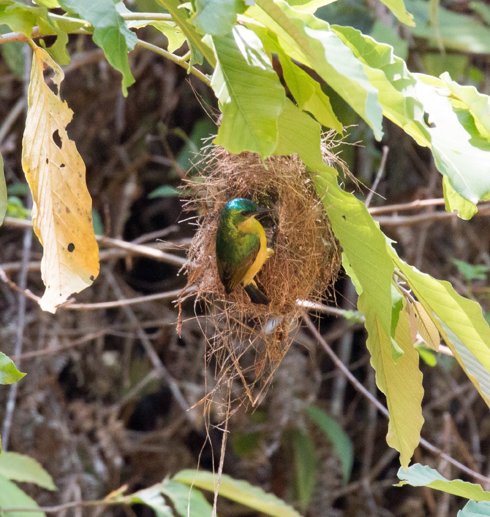 Collared Sunbird female at nest