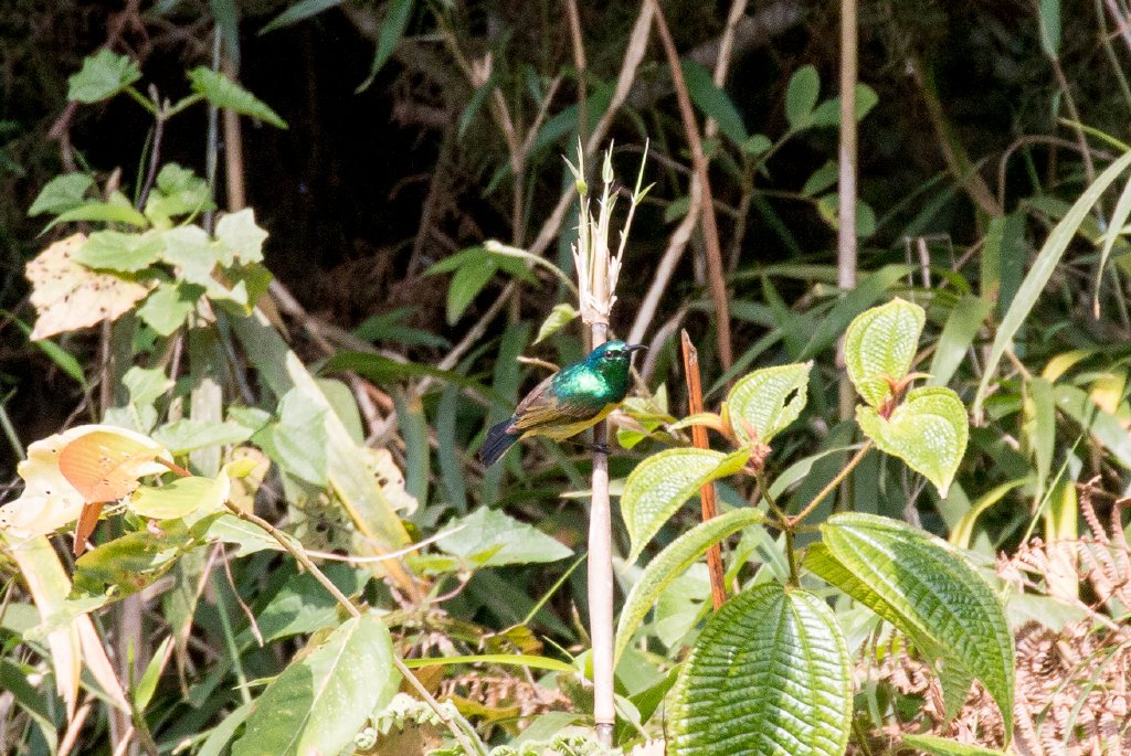 Collared Sunbird male