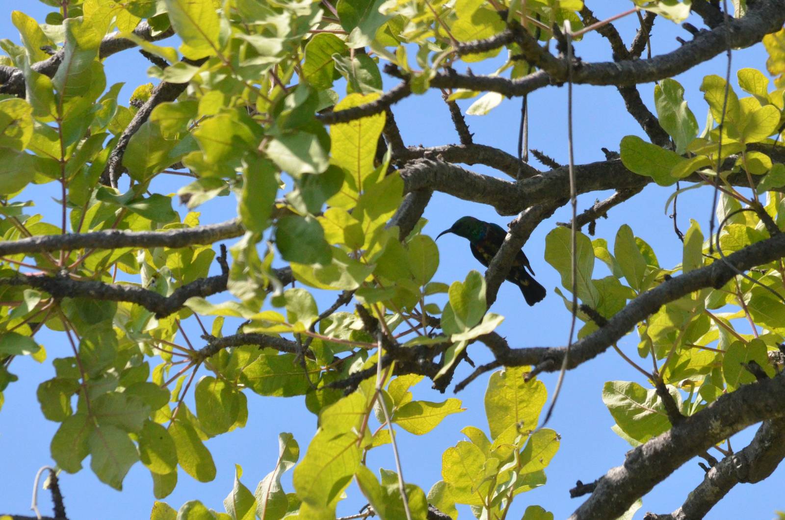 Collared Sunbird, Moremi Game Reserve, Botswana, 27/04/16