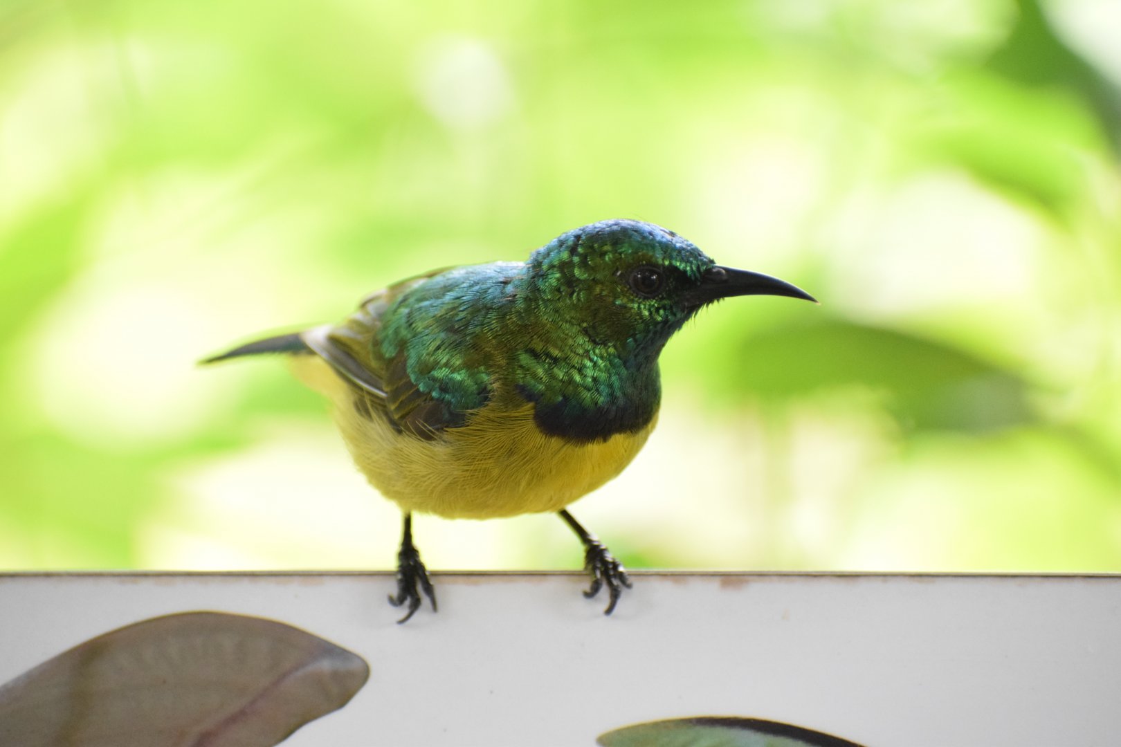Collared sunbird