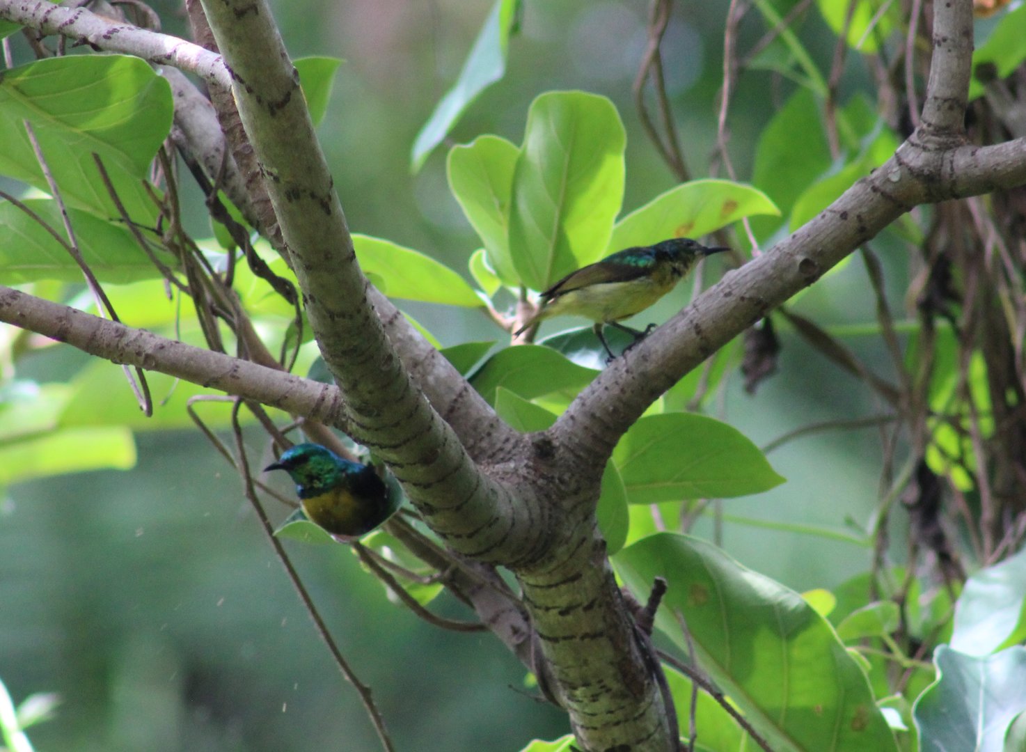 Collared sunbirds