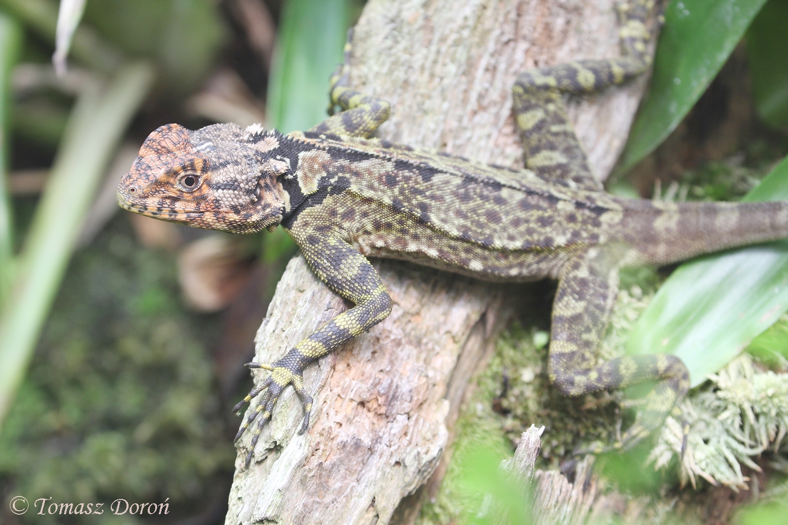 Collared Tree Lizard (Plica plica), August 2017