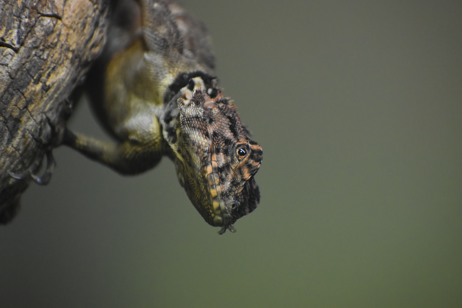Collared Tree Lizard (Plica plica)