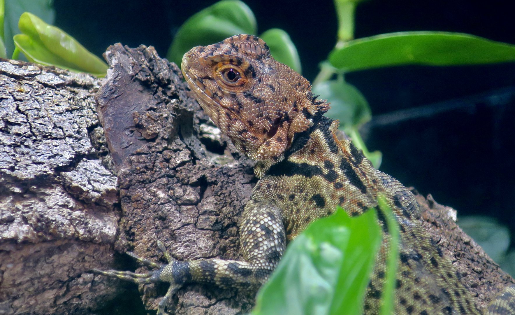 Collared Tree Lizard (Plica plica)
