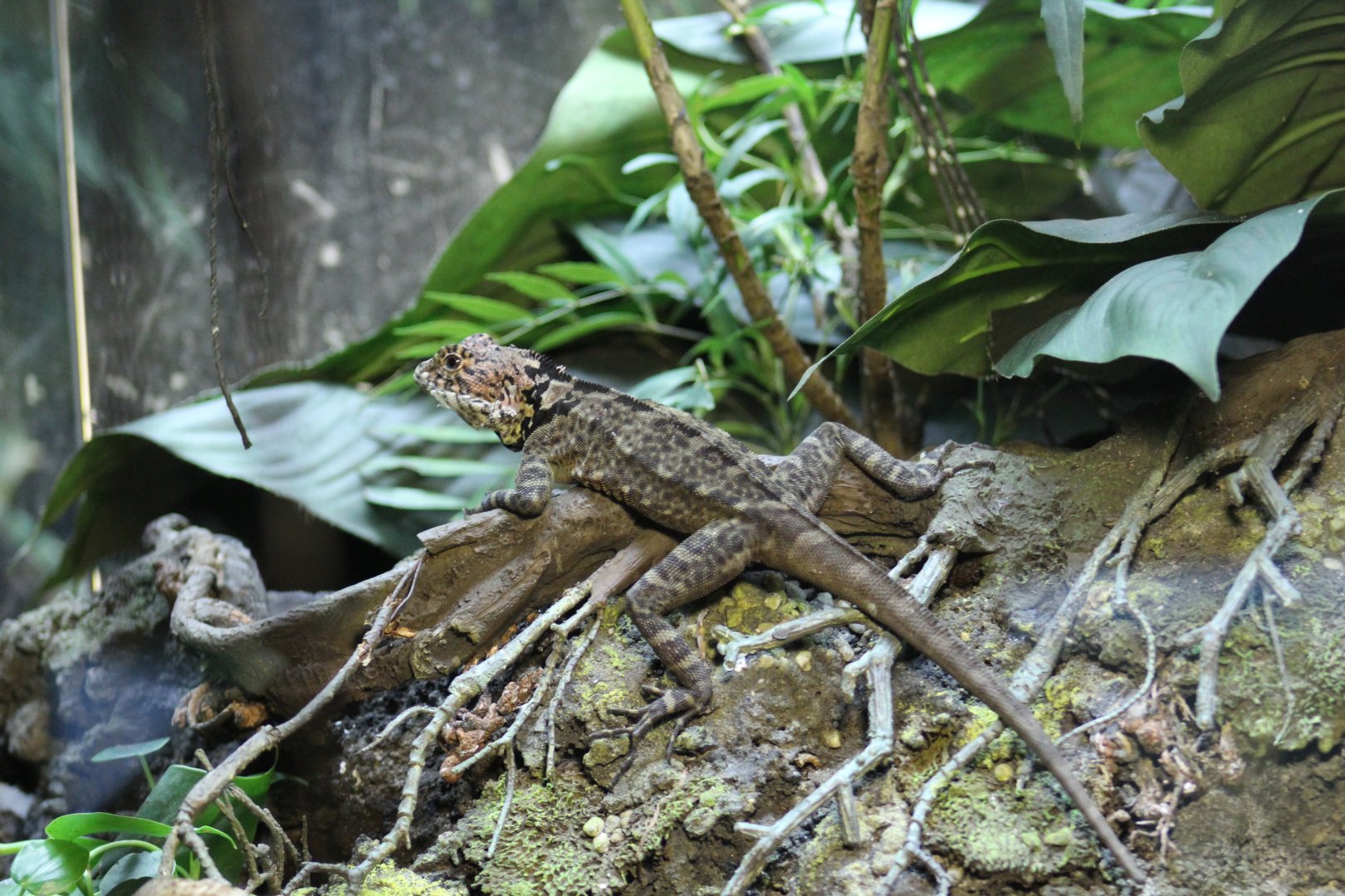 Collared Tree Lizard
