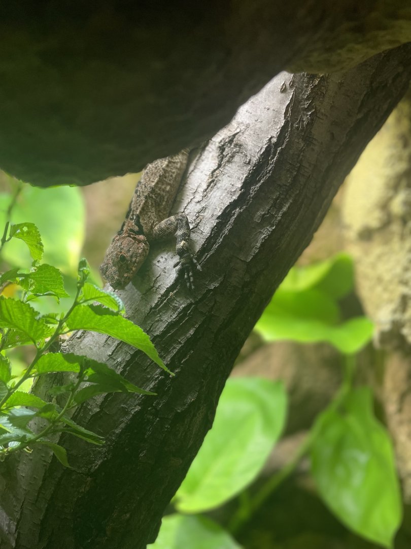 Collared Tree Lizard